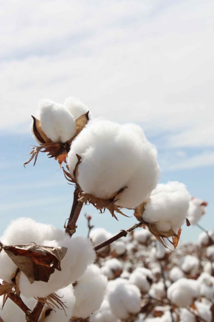 INDONESIA DARURAT PLASTIK,  MAXS PREMIUM COTTON SOLUSINYA!